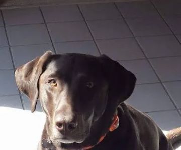 Sagamore Animal Hospital