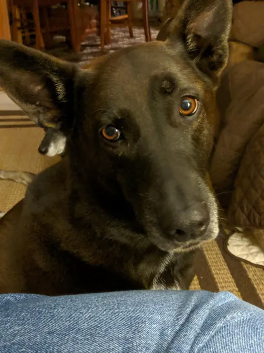 Sagamore Animal Hospital 6