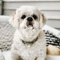 Beverly Animal Hospital ico