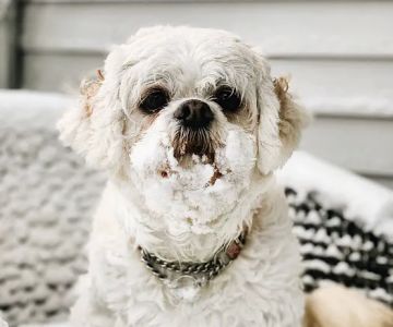 Beverly Animal Hospital