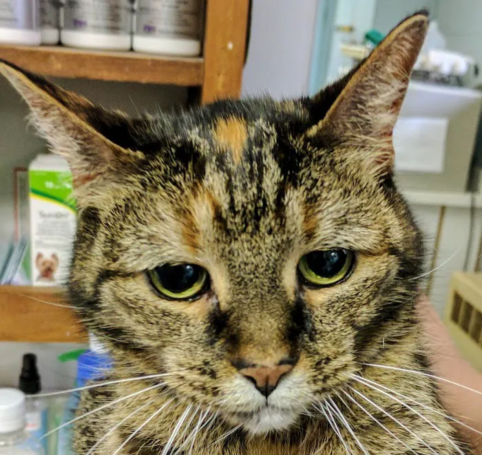 Farms Veterinary Clinic 4