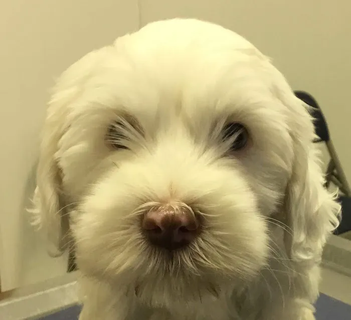 Farms Veterinary Clinic 7