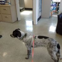 Hamilton Wenham Veterinary Hospital ico