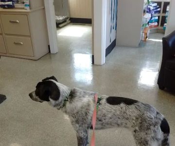 Hamilton Wenham Veterinary Hospital