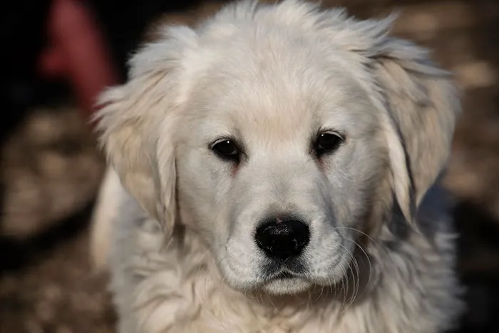 Animal Care 1