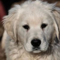 Animal Care ico