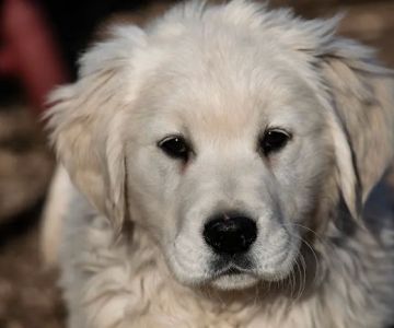 Animal Care