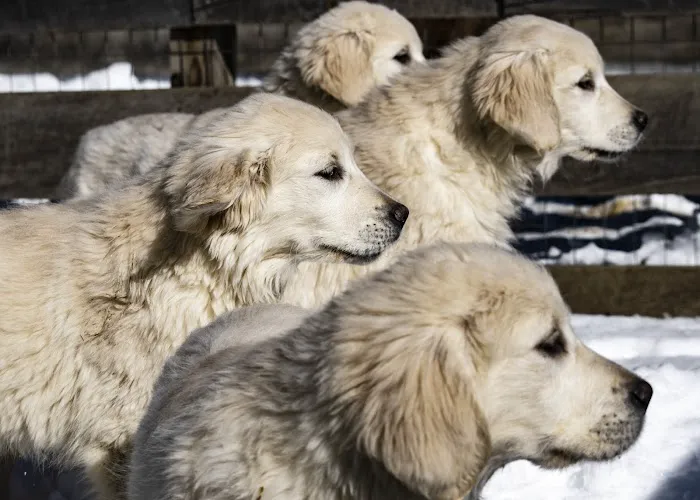 Animal Care 8