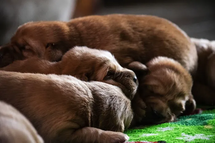 Animal Care 4