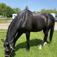 Parrott Equine Associates ico