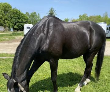 Parrott Equine Associates