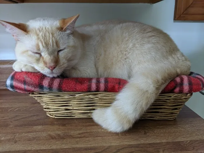 Rowley Animal Hospital 9