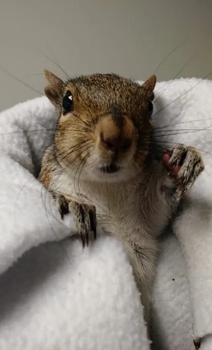 Rowley Animal Hospital 10