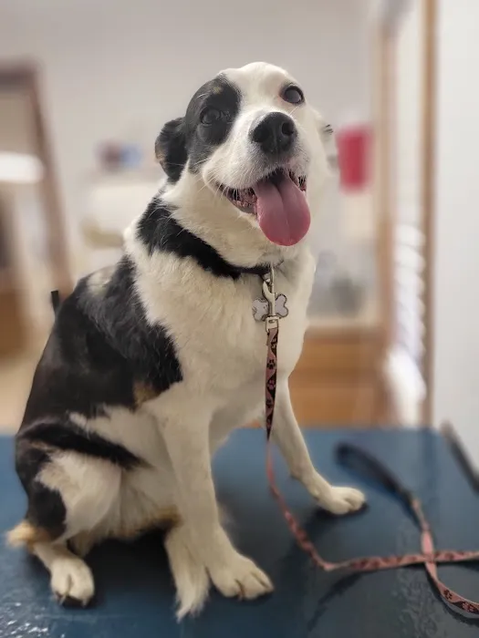 SRH Veterinary Services 4