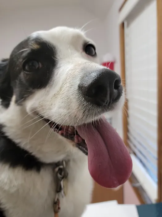 SRH Veterinary Services 5
