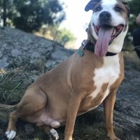 Atlantic Veterinary Hospital ico
