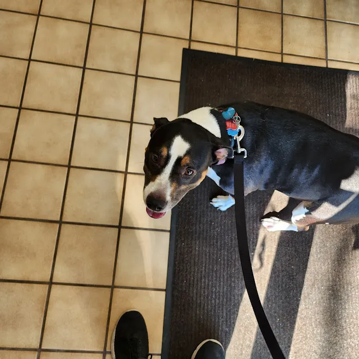 Marblehead Animal Hospital 3