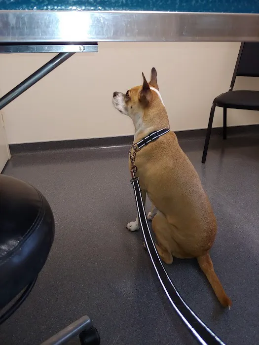 Irondequoit Animal Hospital 2