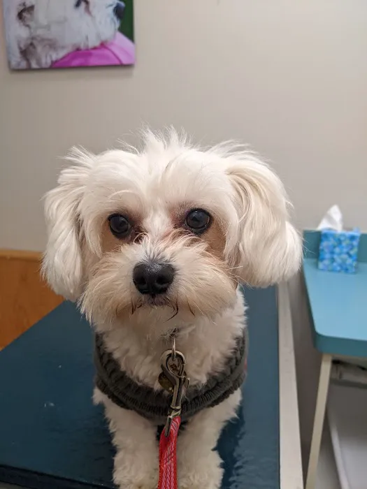 Irondequoit Animal Hospital 1