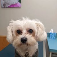 Irondequoit Animal Hospital ico