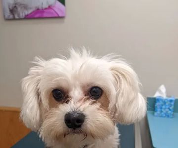 Irondequoit Animal Hospital