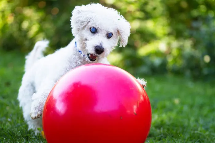 Irondequoit Animal Hospital 7