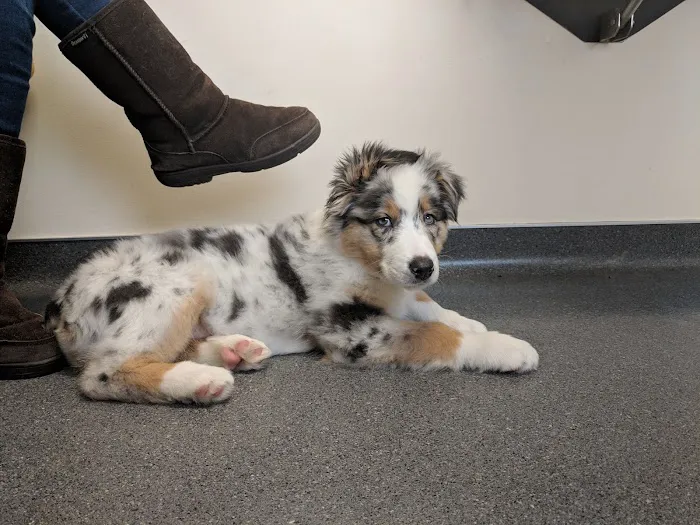 Irondequoit Animal Hospital 4
