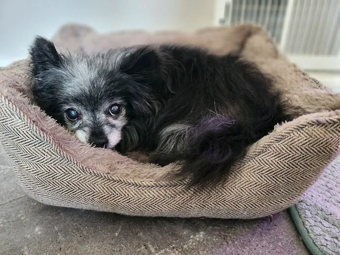 Midtown Veterinary Hospital 6