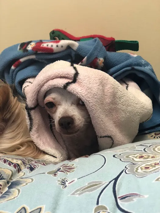 Midtown Veterinary Hospital 5