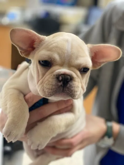 Midtown Veterinary Hospital 7