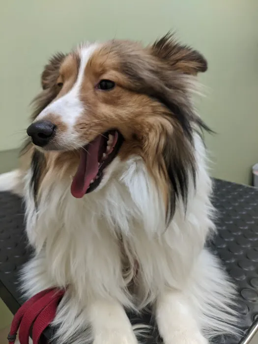 Midtown Veterinary Hospital 3
