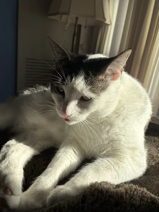 Cats & Critters Veterinary Hospital 1