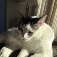 Cats & Critters Veterinary Hospital ico