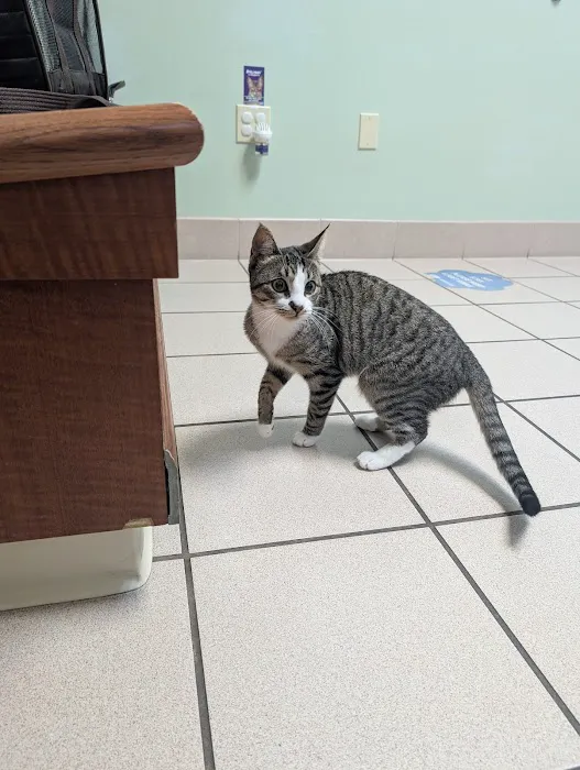 Cats & Critters Veterinary Hospital 5
