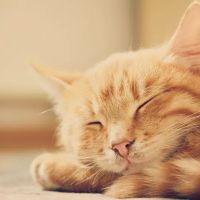 Cat Doctors ico