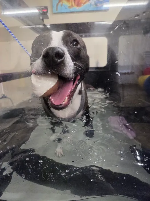 ROC Pet Rehab 6