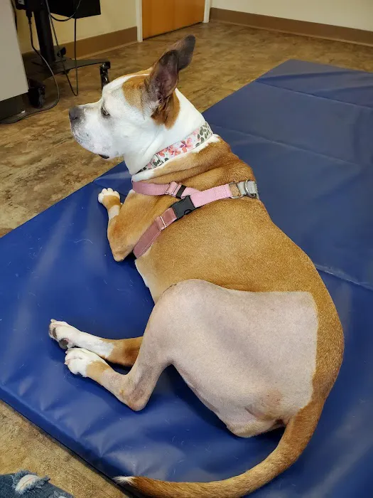 ROC Pet Rehab 1