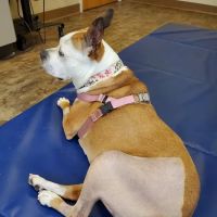 ROC Pet Rehab ico