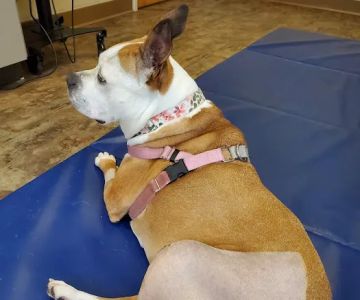ROC Pet Rehab