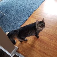 Jefferson Veterinary Hospital ico