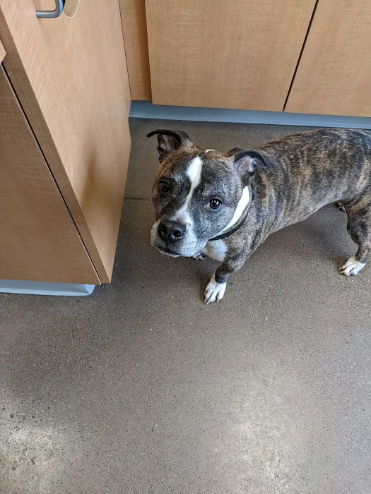 Jefferson Veterinary Hospital 10