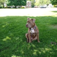 Banfield Pet Hospital ico
