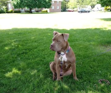 Banfield Pet Hospital