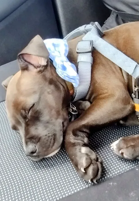 Banfield Pet Hospital 3