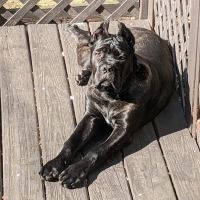 South Towne Veterinary Hospital ico