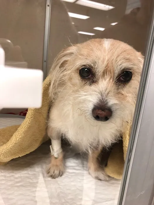 South Towne Veterinary Hospital 6