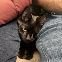 Companion Animal Hospital ico