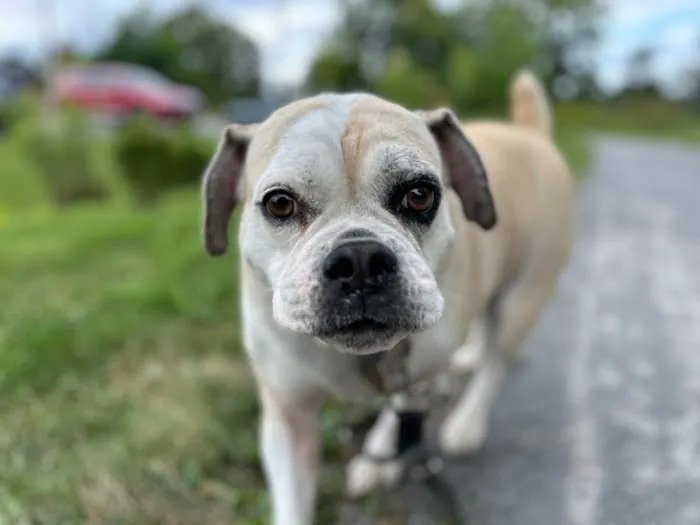 Companion Animal Hospital 8