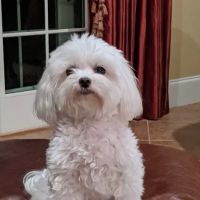 Meadowlawn Animal Services at Myrtle Beach ico