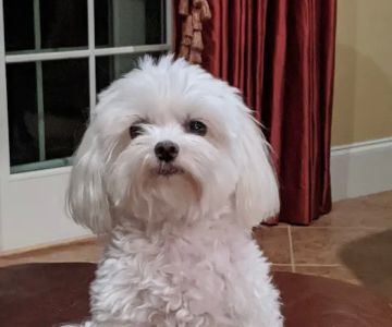 Meadowlawn Animal Services at Myrtle Beach